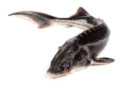 Sterlet fish on white background