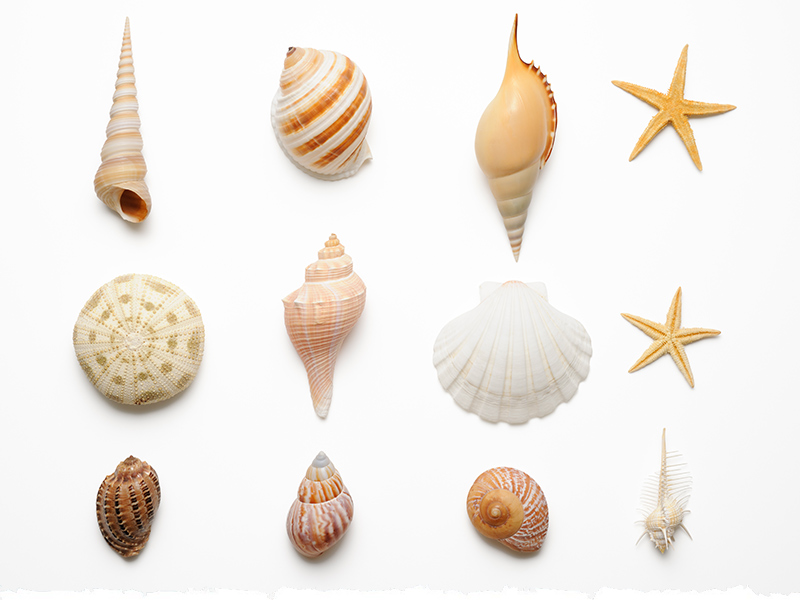 Autour du coquille eat! Berlin