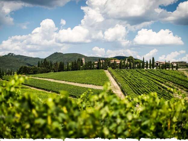 Vigneto Poggio Rosso