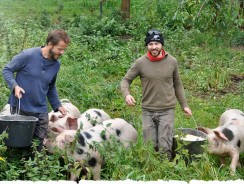 Happy as Pigs in Clover