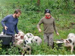 Happy as Pigs in Clover