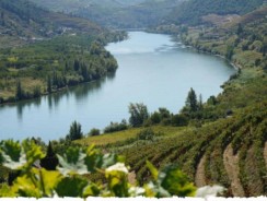 The special grape varieties of Portugal