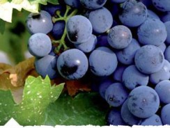 Tempranillo – the special grape & tapas!